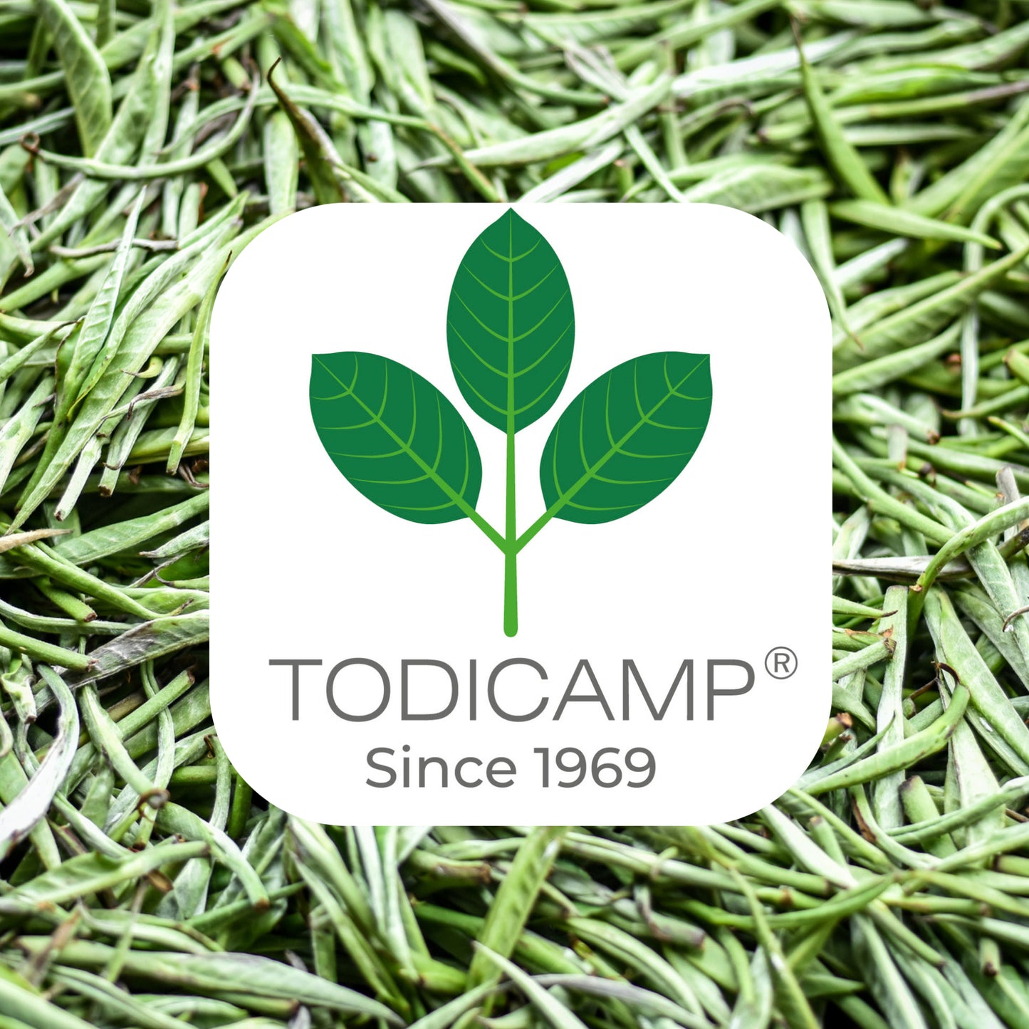 Todicamp Store